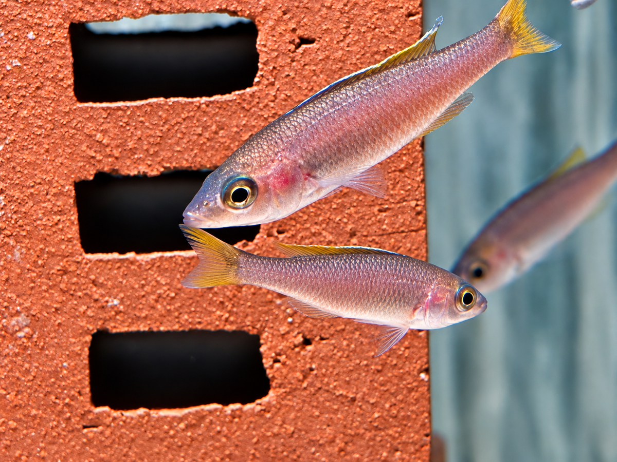 Blauer Heringscichlide Cyprichromis leptosoma Mpulungu