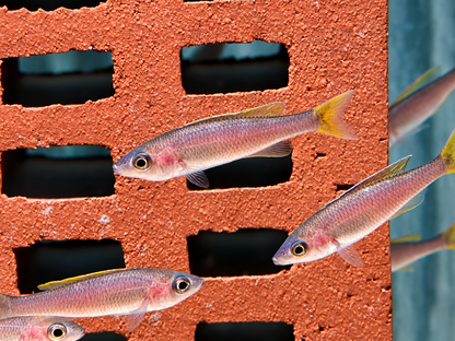 Blauer Heringscichlide Cyprichromis leptosoma Mpulungu