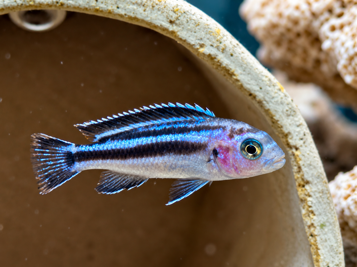 Blauer Johanni Melanochromis maingano 4-5 cm