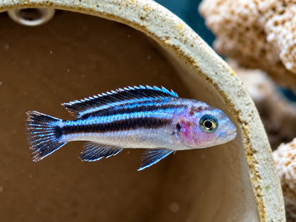 Blauer Johanni Melanochromis maingano 4-5 cm