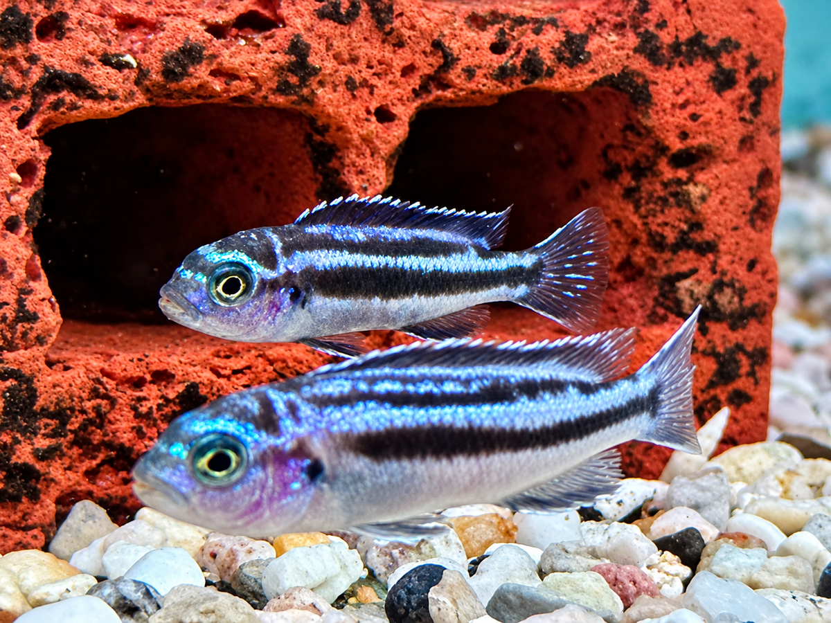 Blauer Johanni Melanochromis maingano 4-5 cm