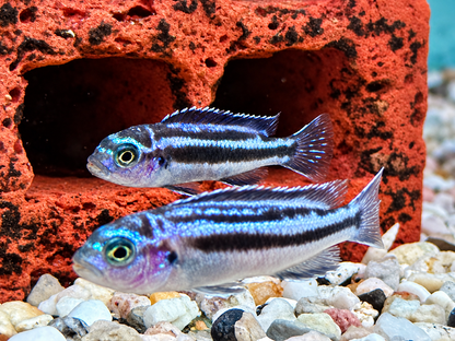 Blauer Johanni Melanochromis maingano 4-5 cm