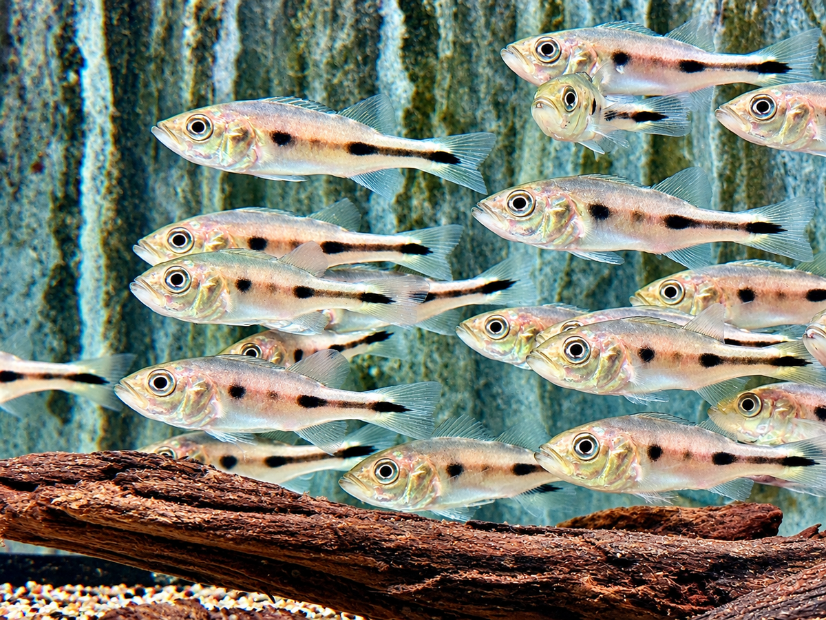 Blauer Kammbuntbarsch Cichla piquiti azul