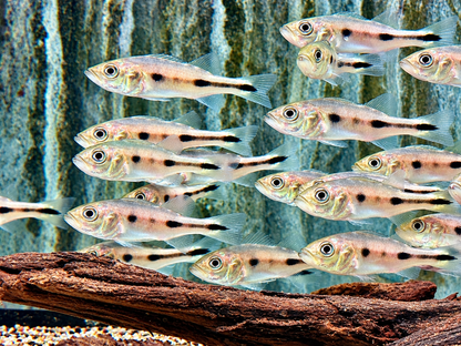 Blauer Kammbuntbarsch Cichla piquiti azul