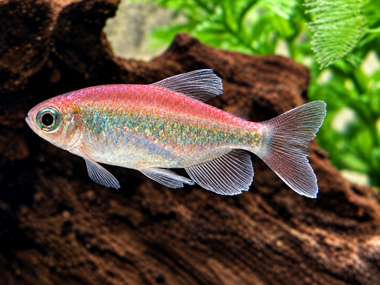 Blauer Kongosalmler Männchen Phenacogrammus interruptus