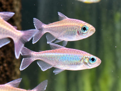 Blauer Kongosalmler Phenacogrammus interruptus