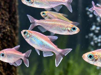 Blauer Kongosalmler Phenacogrammus interruptus