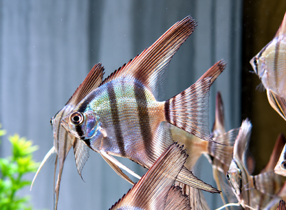 Blauer Natur Skalar Pterophyllum scalare