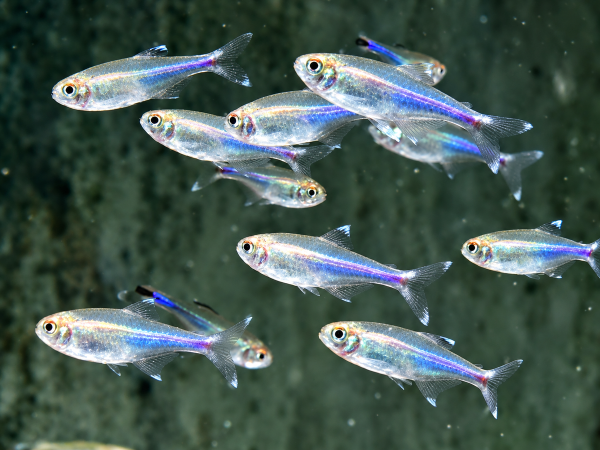 Blauer Perusalmler Knodus borki Boehlkea fredcochui