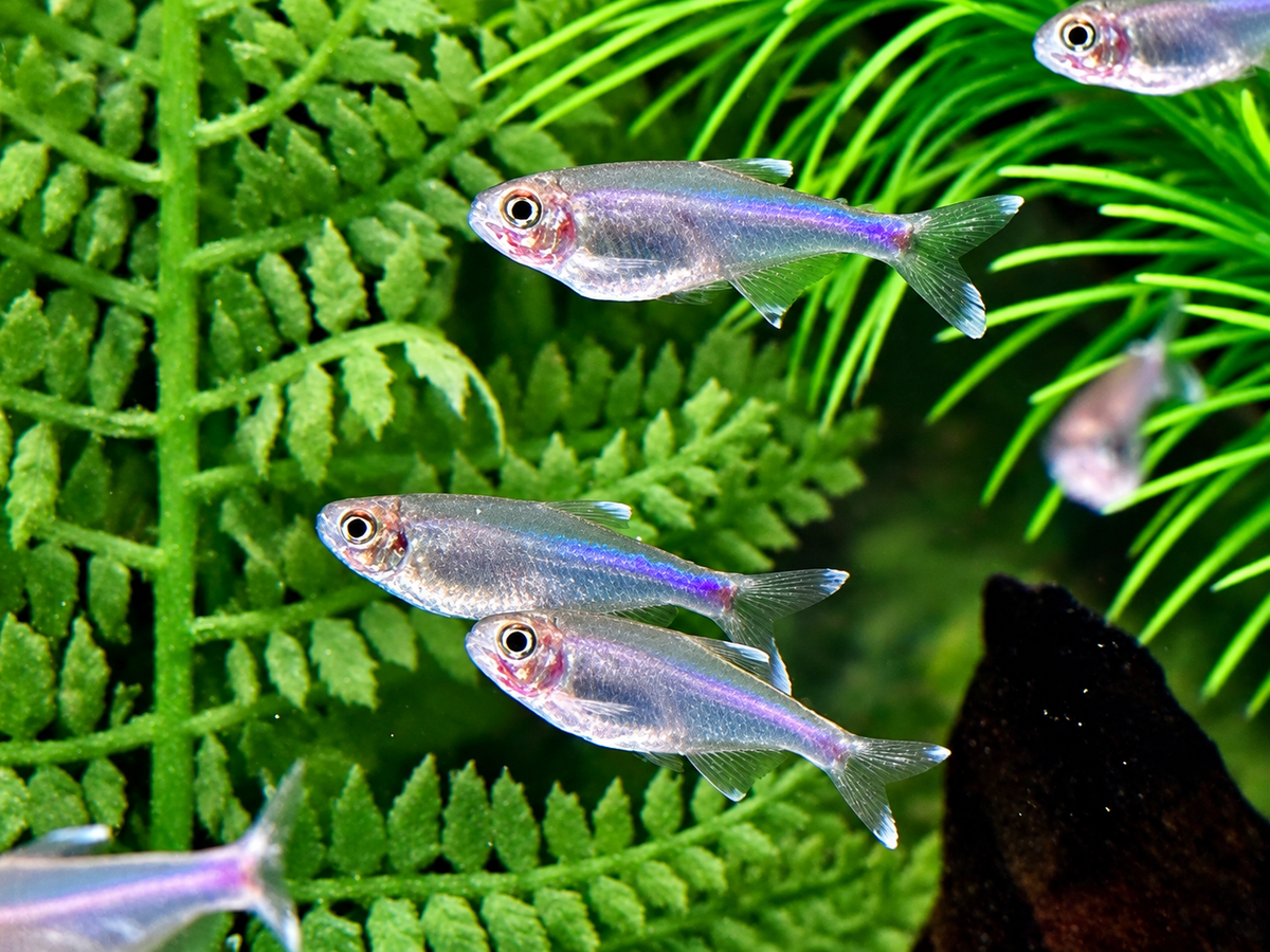 Blauer Perusalmler Knodus borki Boehlkea fredcochui