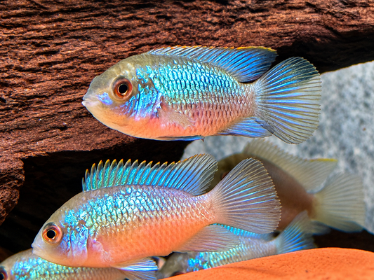 Blaupunktbuntbarsch Neonblau Aequidens Andinoacara pulcher