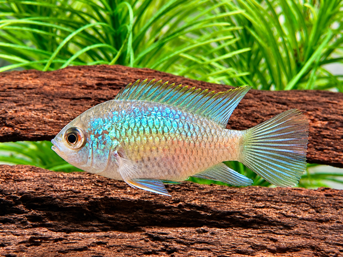 Blaupunktbuntbarsch Neonblau Aequidens Andinoacara pulcher