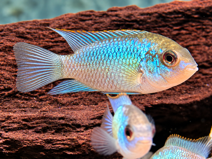 Blaupunktbuntbarsch Neonblau Aequidens Andinoacara pulcher