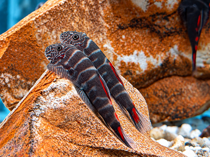 Bloody Mary Flossensauger Gastromyzon sp.