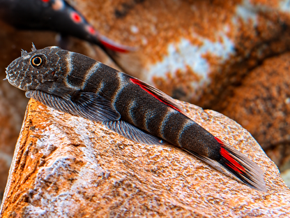 Bloody Mary Flossensauger Gastromyzon sp.