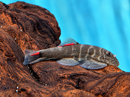 Bloody Mary Flossensauger Gastromyzon sp.