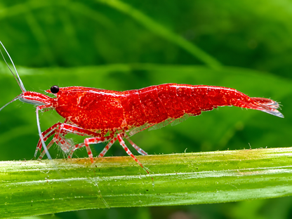 Bloody Mary Garnele Neocaridina davidi