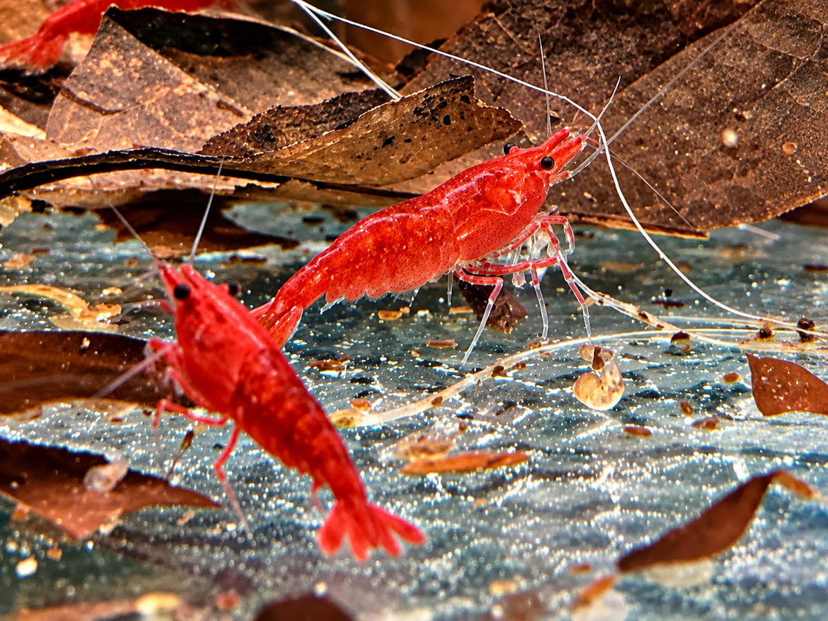 Bloody Mary Garnele Neocaridina davidi