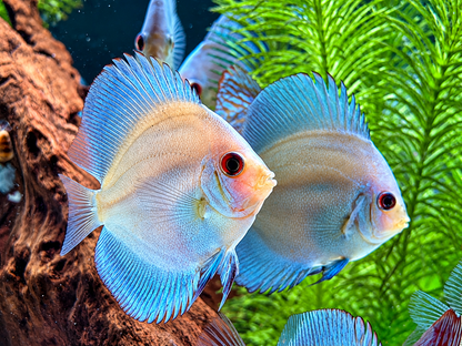 Blue Diamond Diskus Symphysodon aequifasciatus Nachzuchten 7-9 cm