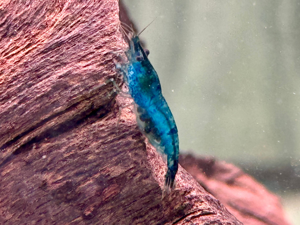 Blue Diamond Garnele Blaue Zwerggarnele Neocaridina davidi