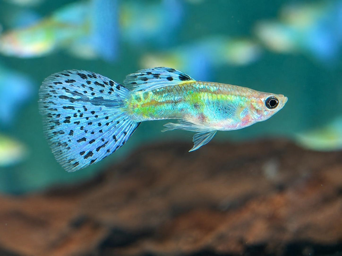 Blue Grass Guppy Poecilia reticulata Männchen