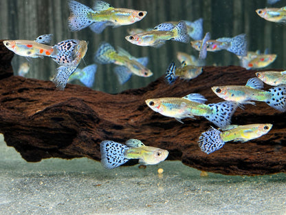 Blue Grass Guppy Poecilia reticulata Männchen