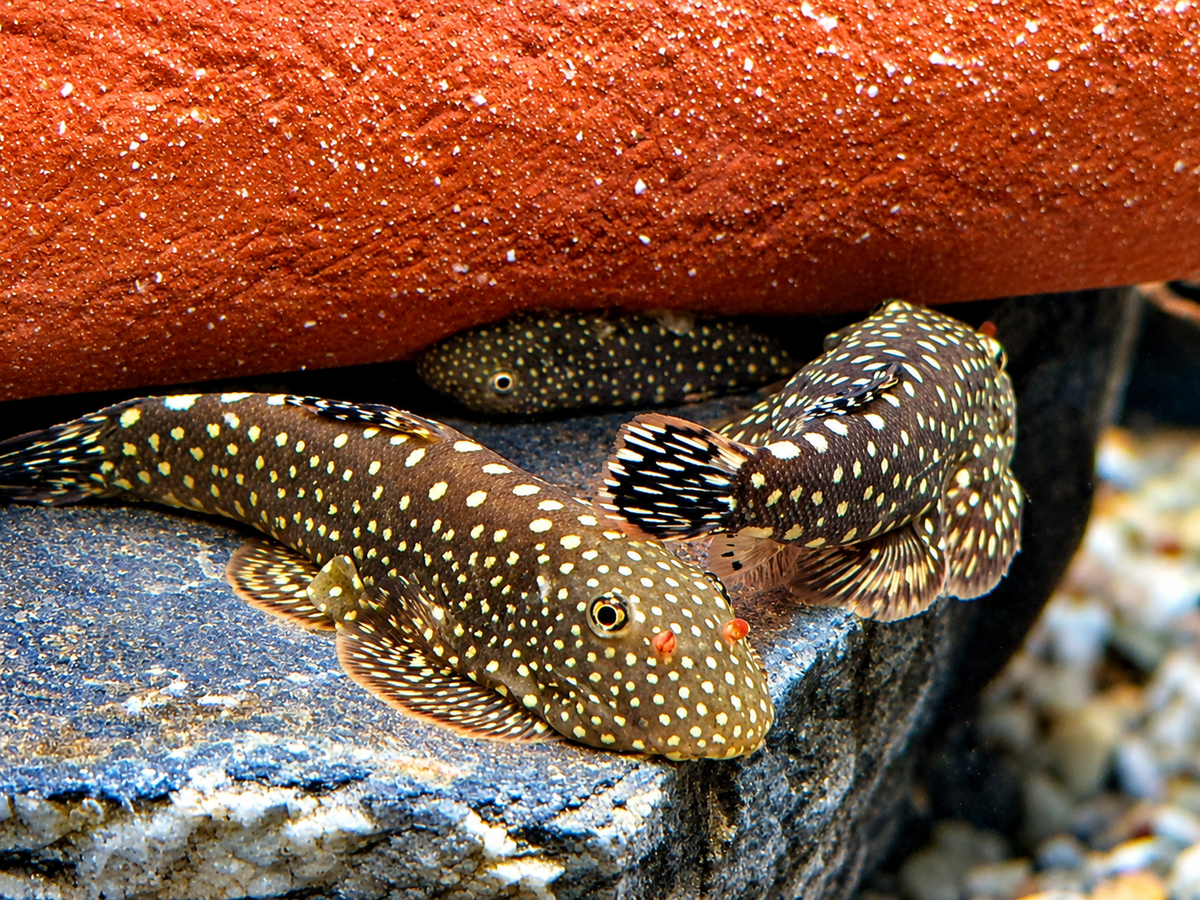 Blue Tail Flossensauger Gastromyzon sp.