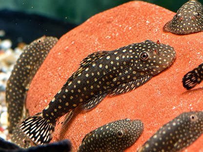 Blue Tail Flossensauger Gastromyzon sp.