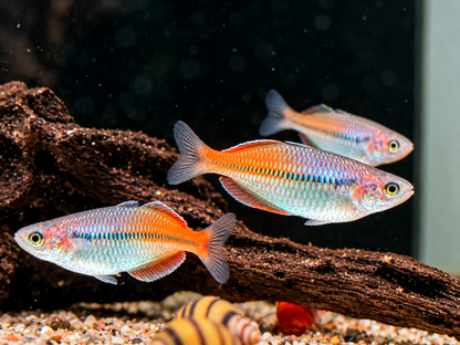 Boeseman's Regenbogenfisch Melanotaenia Boesemani
