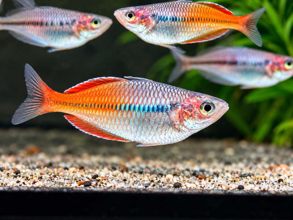 Boeseman's Regenbogenfisch Melanotaenia Boesemani