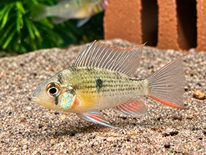 Bolivianischer Schmetterlingsbuntbarsch Microgeophagus altispinosa
