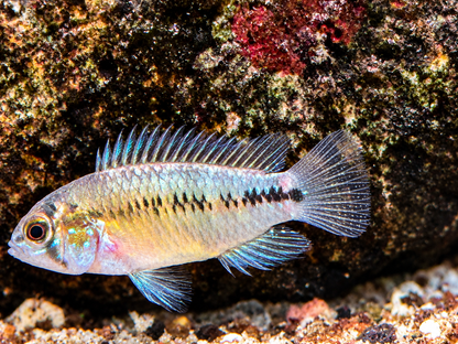 Borellis Zwergbuntbarsch opal Apistogramma borelli