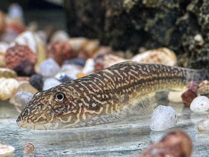 Borneo Flossensauger Gastromyzon