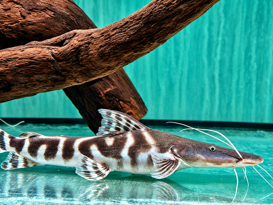 Brachyplatystoma I Merodontotus tigrinum 35 cm
