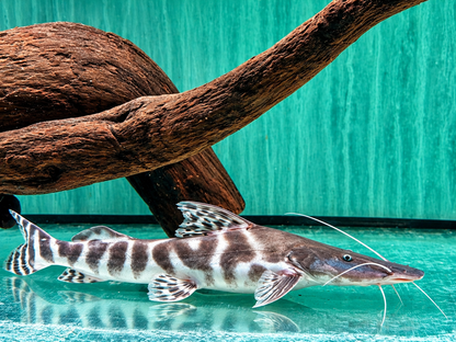 Brachyplatystoma I Merodontotus tigrinum 35 cm