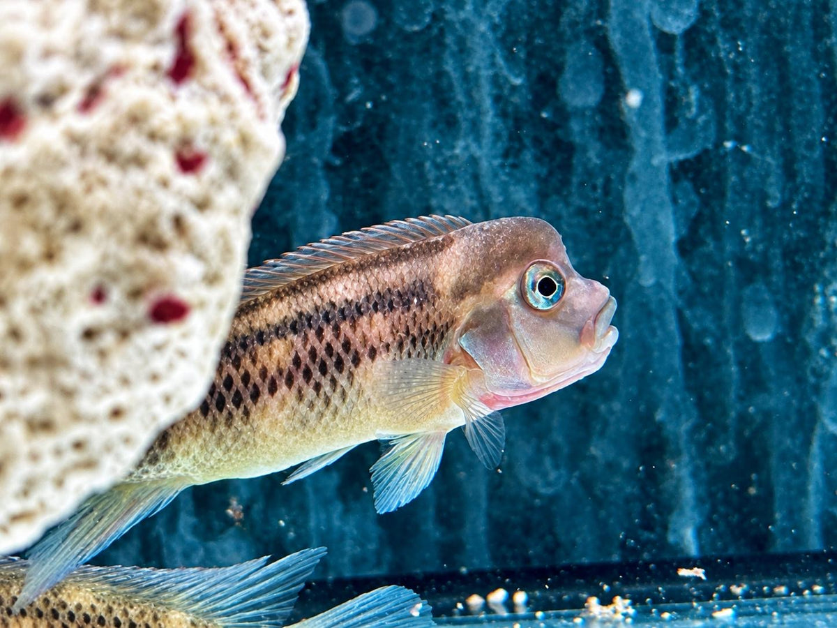 Buckelkopfcichlide Steatocranus casuarius 4 cm
