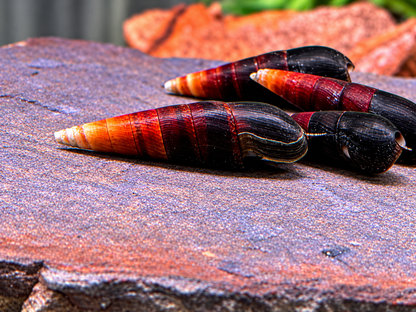 Cappuccinoschnecke Faunus ater