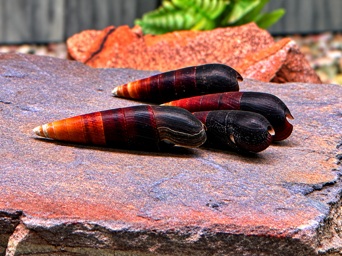 Cappuccinoschnecke Faunus ater