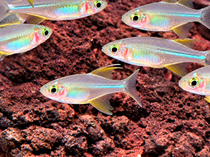 Celebes Sonnenstrahlfisch Marosatherina ladigesi L-XL