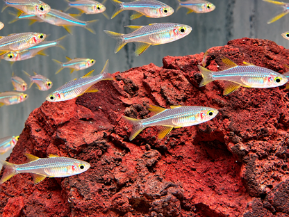 Celebes Sonnenstrahlfisch Marosatherina ladigesi L-XL