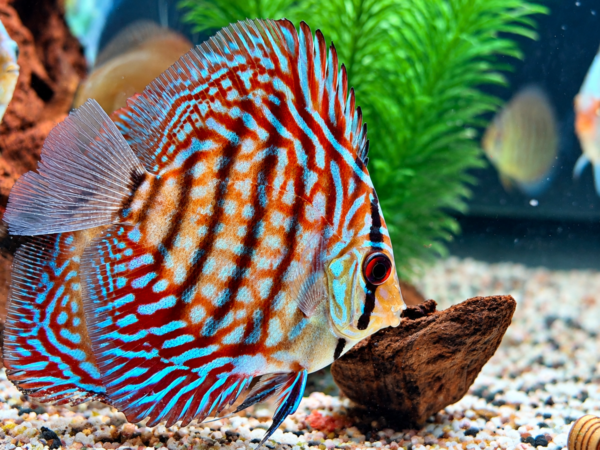 Checkerboard Leopard  Diskus Symphysodon aequifasciatus Nachzuchten 7-9 cm