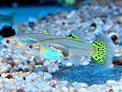 Cobra Guppy Poecilia reticulata Weibchen