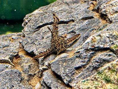 Deltaflügel-Zwergwels – Hara jerdoni Zwergankerwels