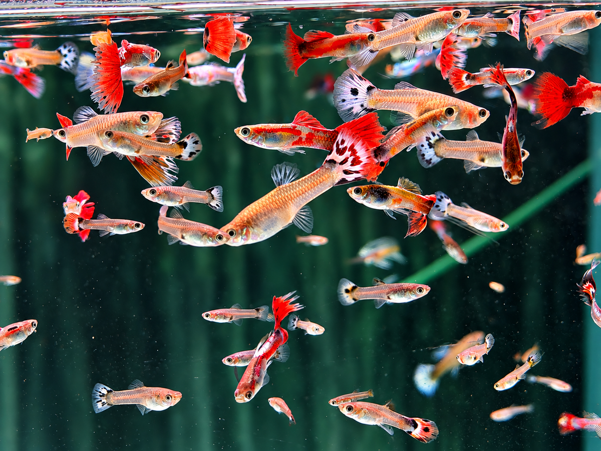 Deutsche Nachzucht Guppys Poecilia reticulata
