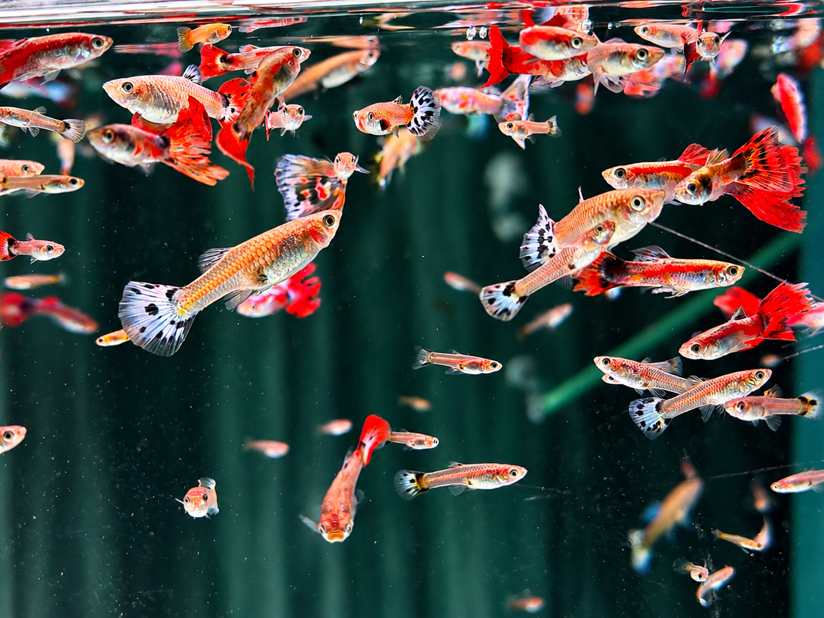 Deutsche Nachzucht Guppys Poecilia reticulata