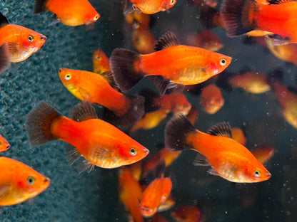Deutschland BRD Platy Xiphophorus maculatus