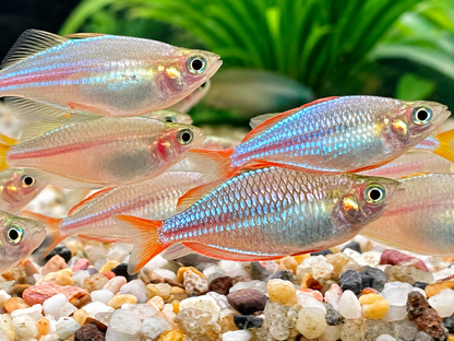 Diamantregenbogenfisch Melanotaenia praecox