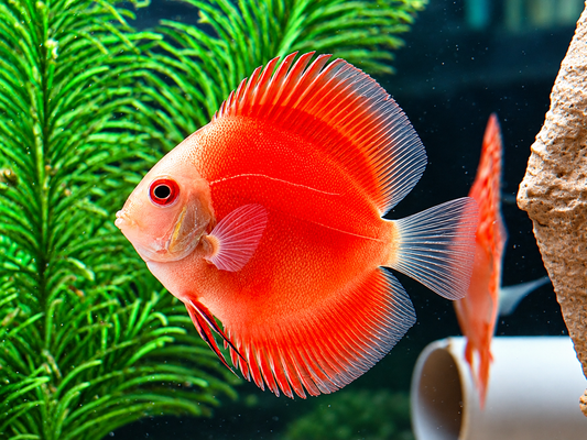 Diskus Red Melon Symphysodon aequifasciatus Nachzuchten 6-8 cm