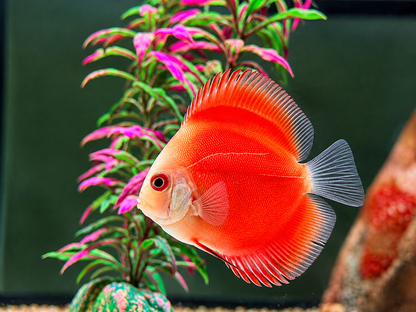 Diskus Red Melon Symphysodon aequifasciatus Nachzuchten 6-8 cm