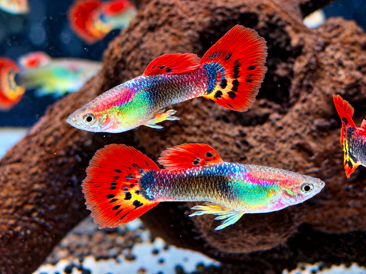 Dragon Guppy Poecilia reticulata Männchen